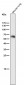 Anti-Phospho-Smad3 (S423 + S425) Rabbit Monoclonal Antibody